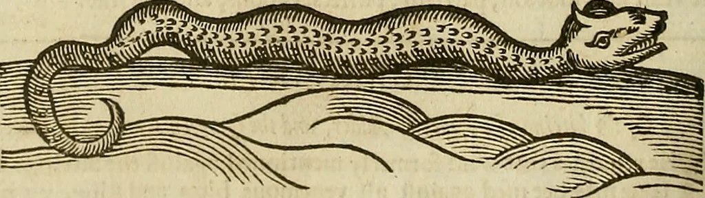 An illustration from The workes of that famous chirurgion Ambrose Parey :, 1649, leaf 551
