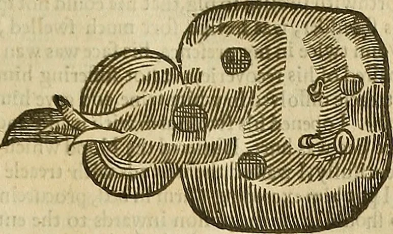 An illustration from The workes of that famous chirurgion Ambrose Parey :, 1649, leaf 554