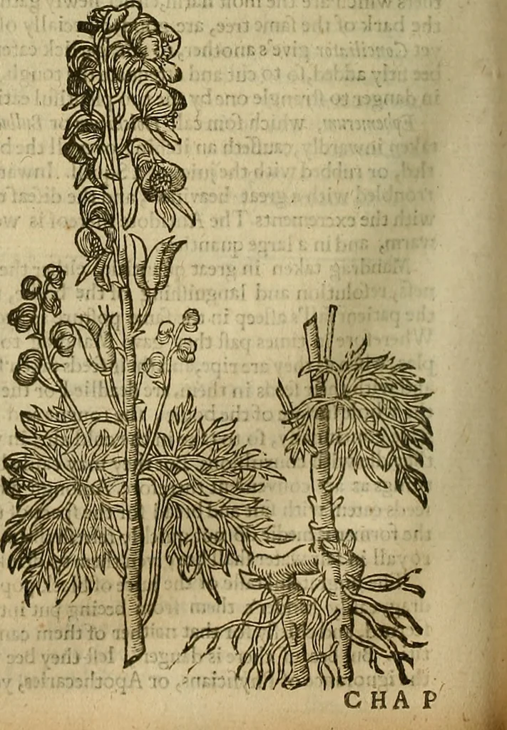 An illustration from The workes of that famous chirurgion Ambrose Parey :, 1649, leaf 563