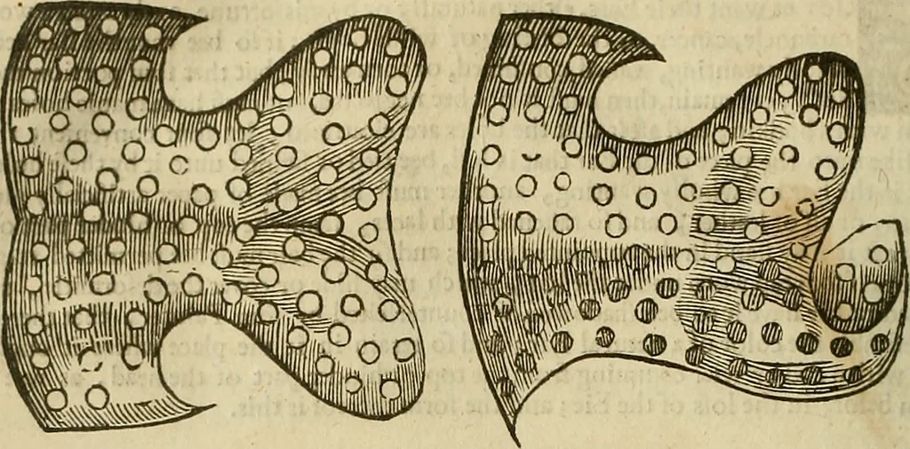An illustration from The workes of that famous chirurgion Ambrose Parey :, 1649, leaf 617