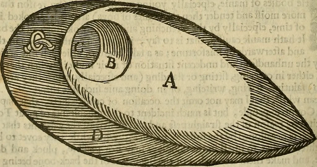 An illustration from The workes of that famous chirurgion Ambrose Parey :, 1649, leaf 617