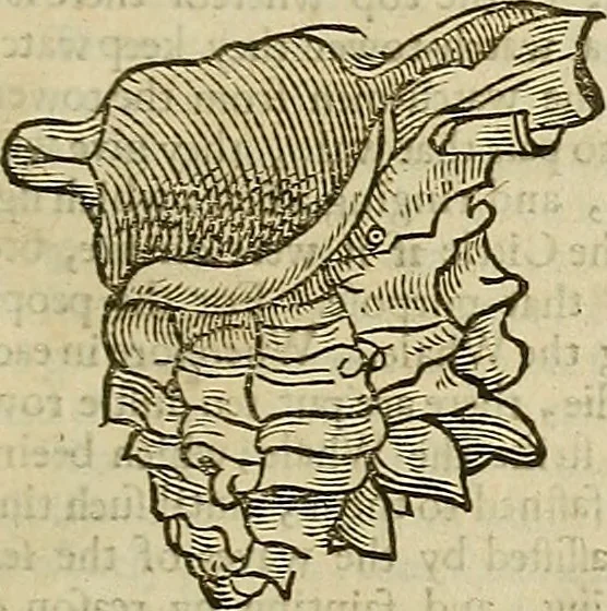 An illustration from The workes of that famous chirurgion Ambrose Parey :, 1649, leaf 718