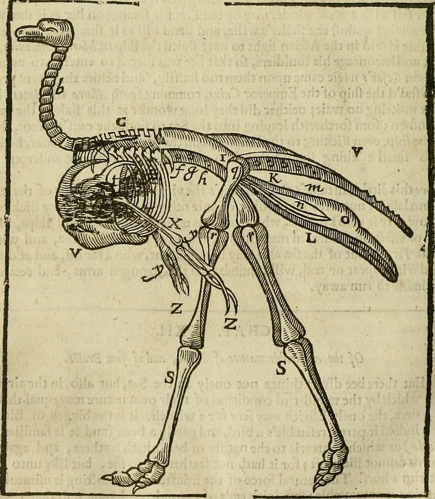 An illustration from The workes of that famous chirurgion Ambrose Parey :, 1649, leaf 721