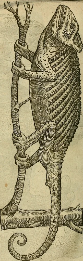 An illustration from The workes of that famous chirurgion Ambrose Parey :, 1649, leaf 729