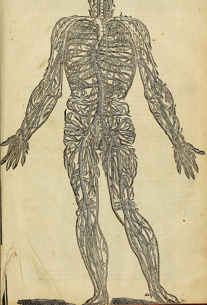An illustration from The workes of that famous chirurgion Ambrose Parey :, 1649, leaf 854