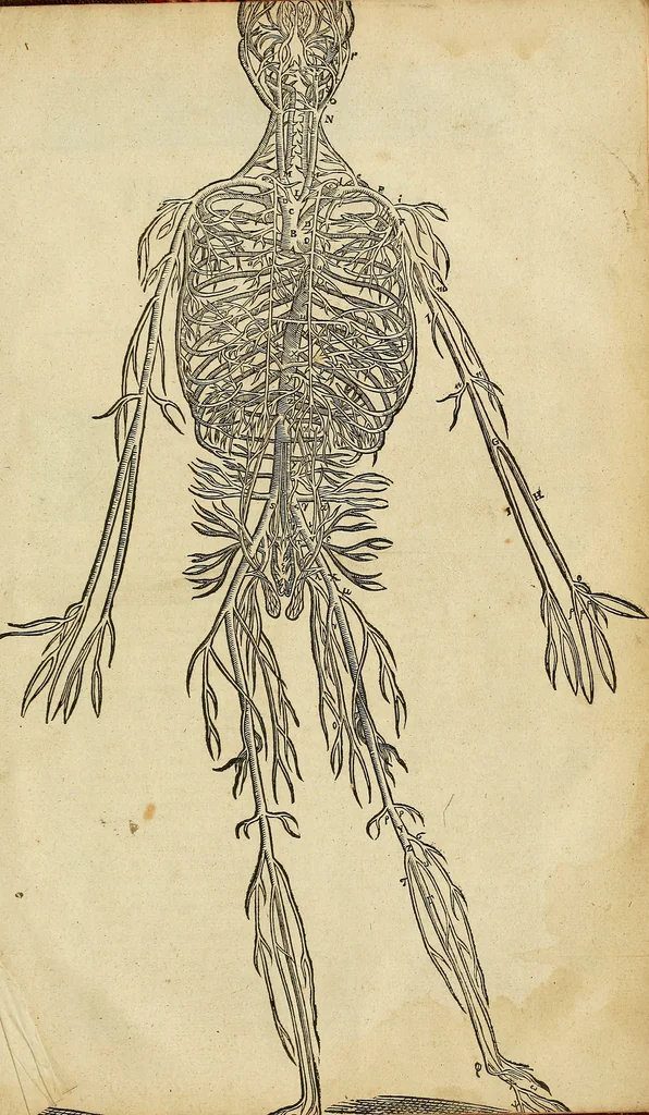 An illustration from The workes of that famous chirurgion Ambrose Parey :, 1649, leaf 868