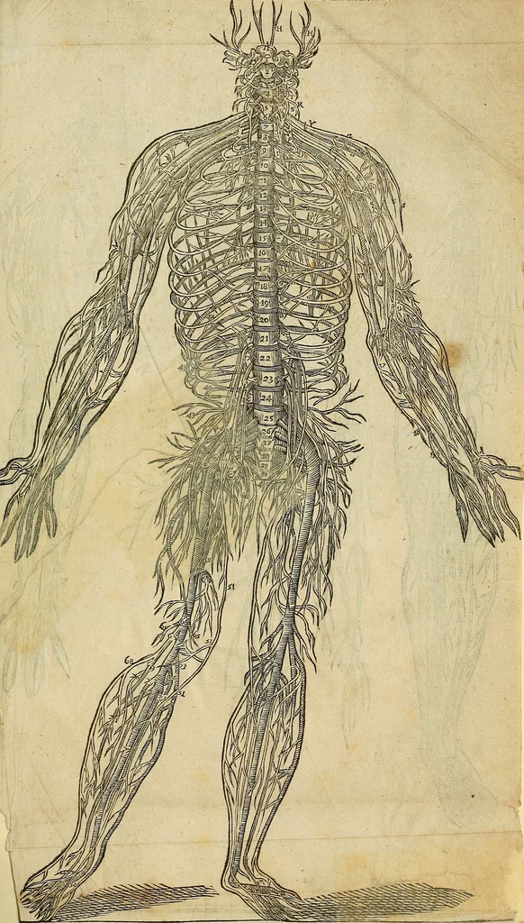 An illustration from The workes of that famous chirurgion Ambrose Parey :, 1649, leaf 884