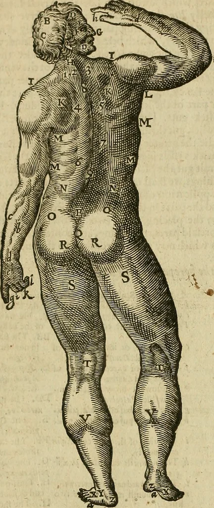 An illustration from The workes of that famous chirurgion Ambrose Parey :, 1649, leaf 91