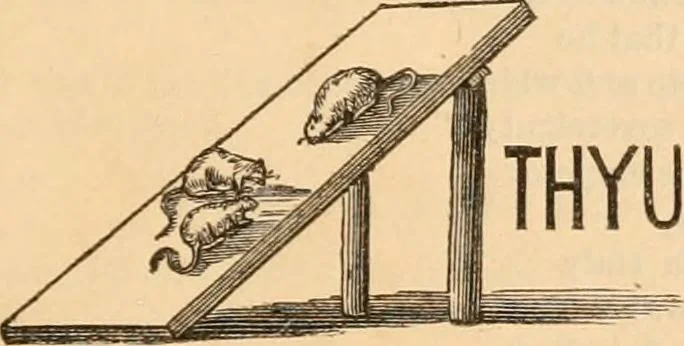 An illustration from Work and play annual of home amusements and social sports : containing directions for various in-door and out-door games, parlor tricks, acting charades, &c. ..., 1872, leaf 32