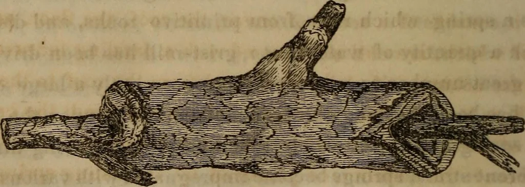 An illustration from The world:, 1848, leaf 213
