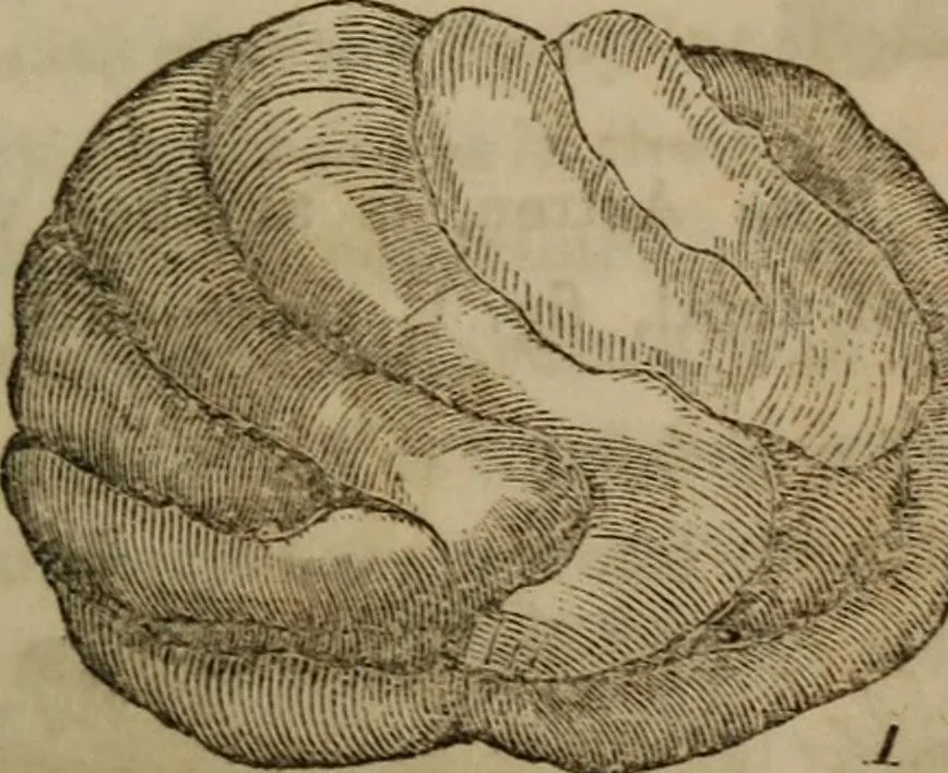 An illustration from The world:, 1848, leaf 284