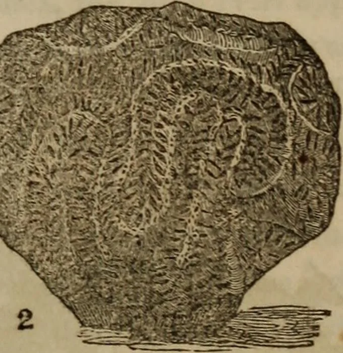 An illustration from The world:, 1848, leaf 284