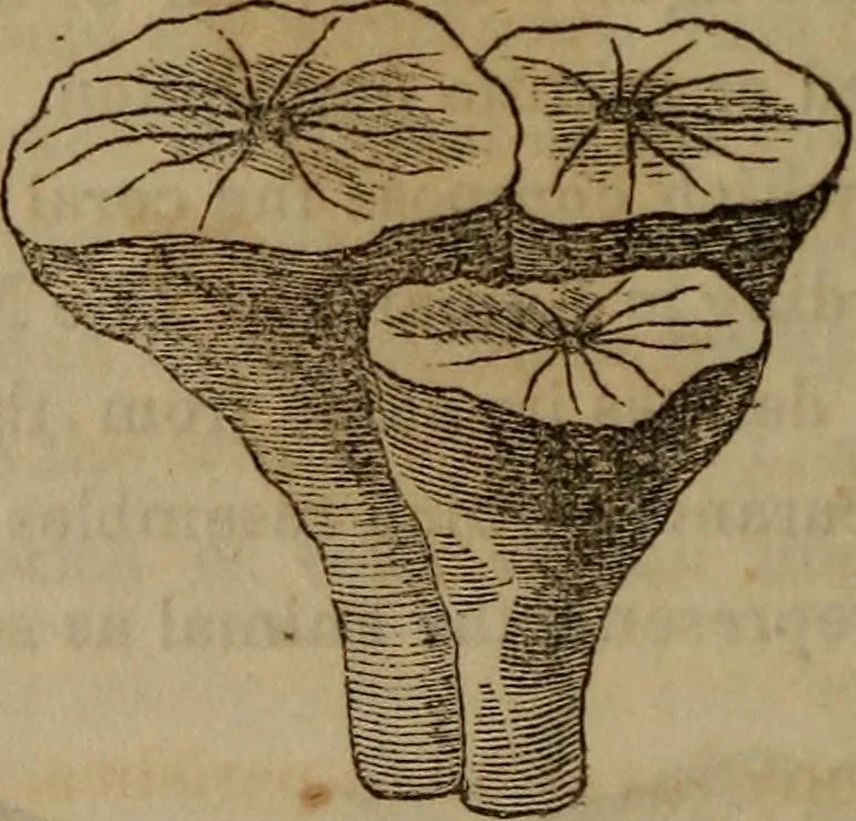 An illustration from The world:, 1848, leaf 285