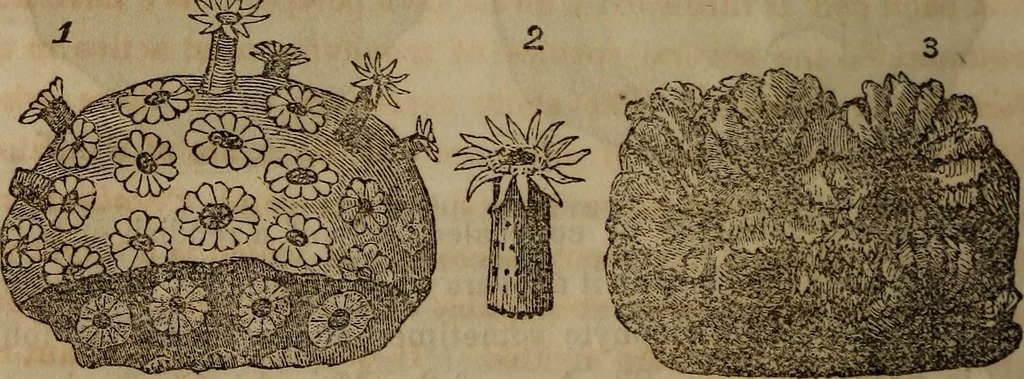 An illustration from The world:, 1848, leaf 285