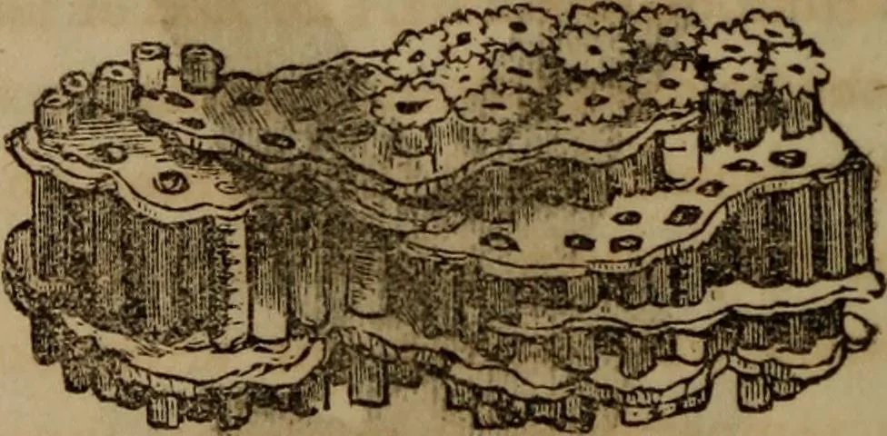 An illustration from The world:, 1848, leaf 287