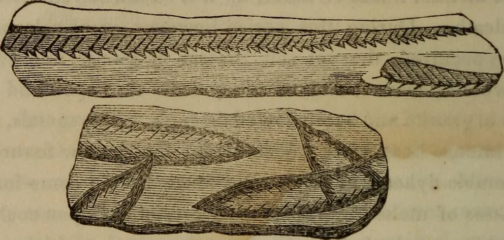 An illustration from The world:, 1848, leaf 307