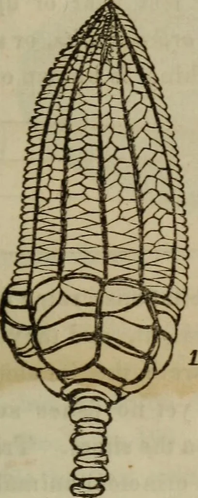 An illustration from The world:, 1848, leaf 308