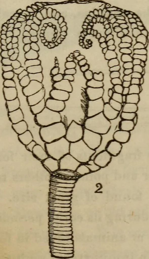 An illustration from The world:, 1848, leaf 308