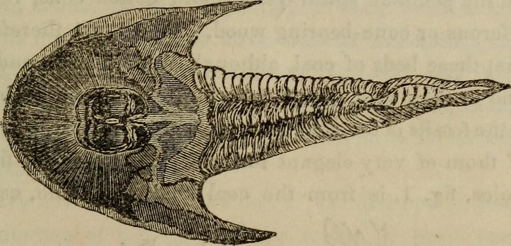 An illustration from The world:, 1848, leaf 310