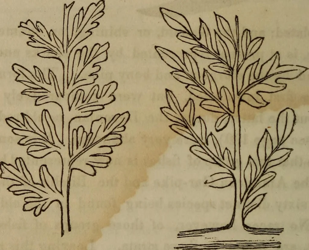 An illustration from The world:, 1848, leaf 311