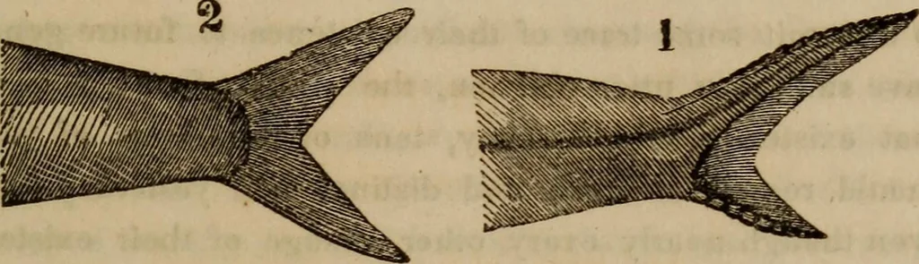 An illustration from The world:, 1848, leaf 314