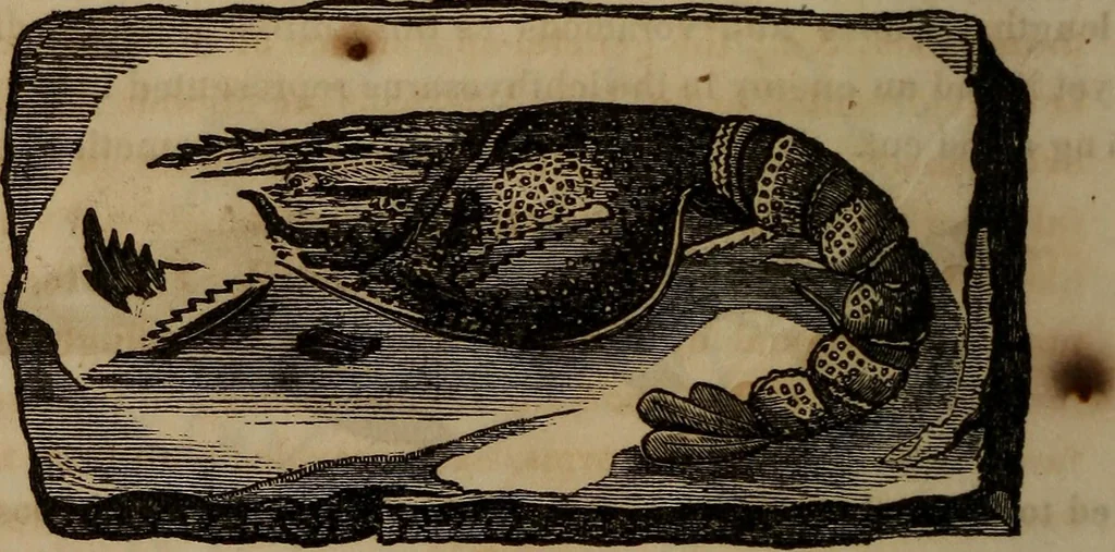 An illustration from The world:, 1848, leaf 317