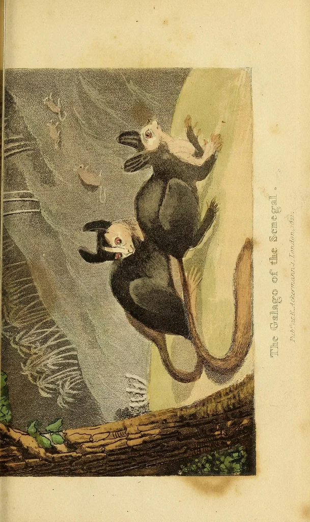 An illustration from The world in miniature;, 1821, leaf 379