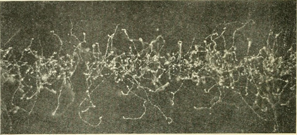 An illustration from X rays, an introduction to the study of Röntgen rays, 1914, leaf 7