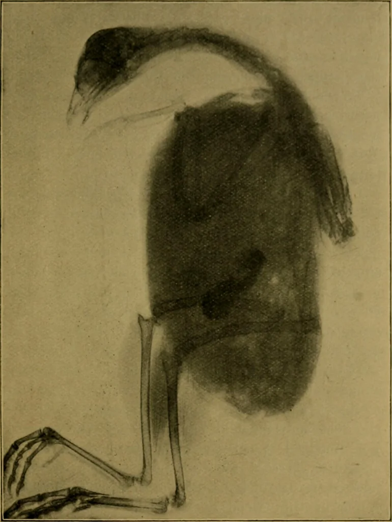 An illustration from X-rays simply explained : a handbook on Röntgen rays in theory and practice, 1904, leaf 102
