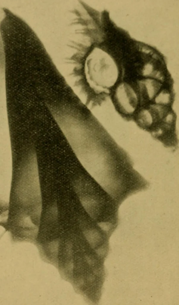 An illustration from X-rays simply explained : a handbook on Röntgen rays in theory and practice, 1904, leaf 111