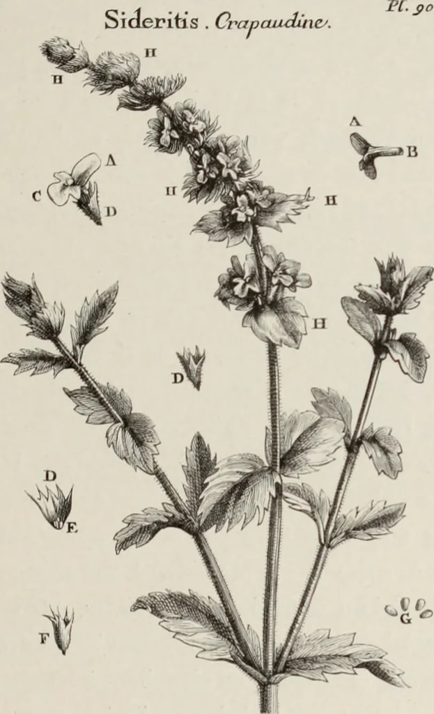An illustration from XVIIme [i.e. dix-septième] siècle : lettres, sciences et arts, France, 1590-1700, 1882, leaf 50