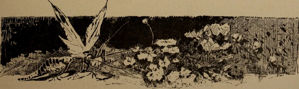 An illustration from Yachts and yachting : with over one hundred and ten illustrations, 1887, leaf 62