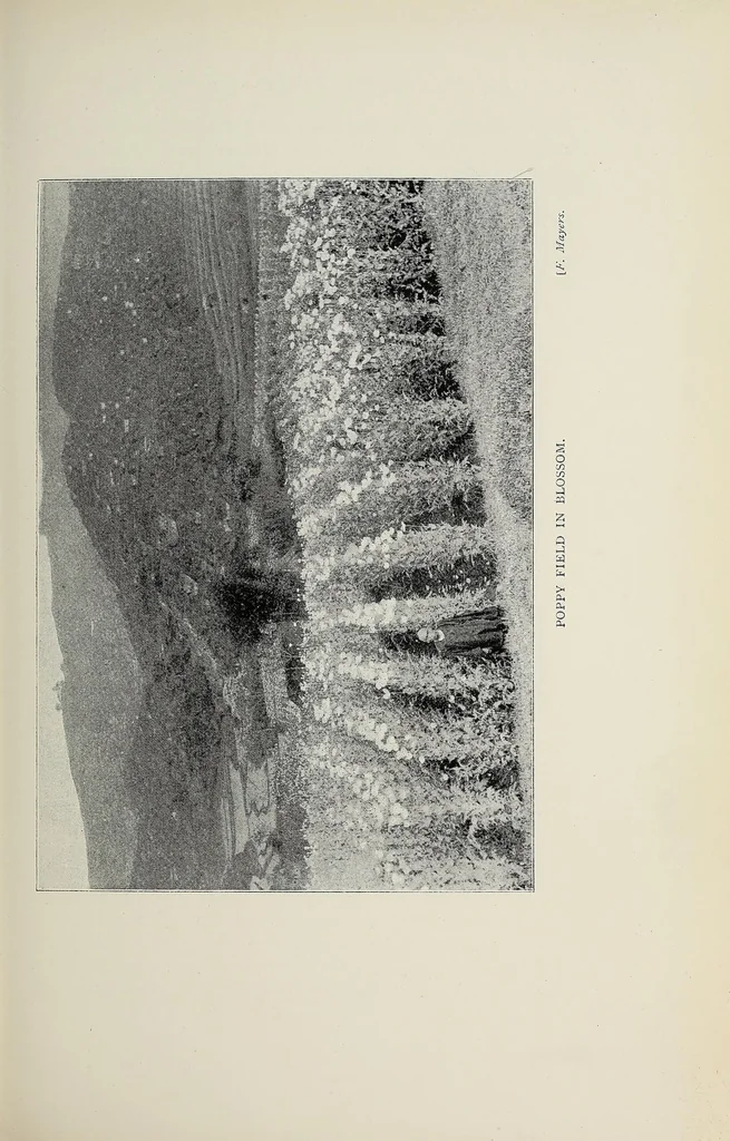 An illustration from The Yangtze valley and beyond : an account of journeys in China, chiefly in the province of Sze Chuan and among the Man-tze of the Somo territory, 1899, leaf 373