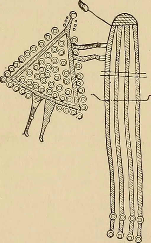An illustration from Yarn and cloth making; an economic study; a college and normal schools text preliminary to fabric study, and a reference for teachers of industrial history and art in secondary and elementary schools, 1918, leaf 166