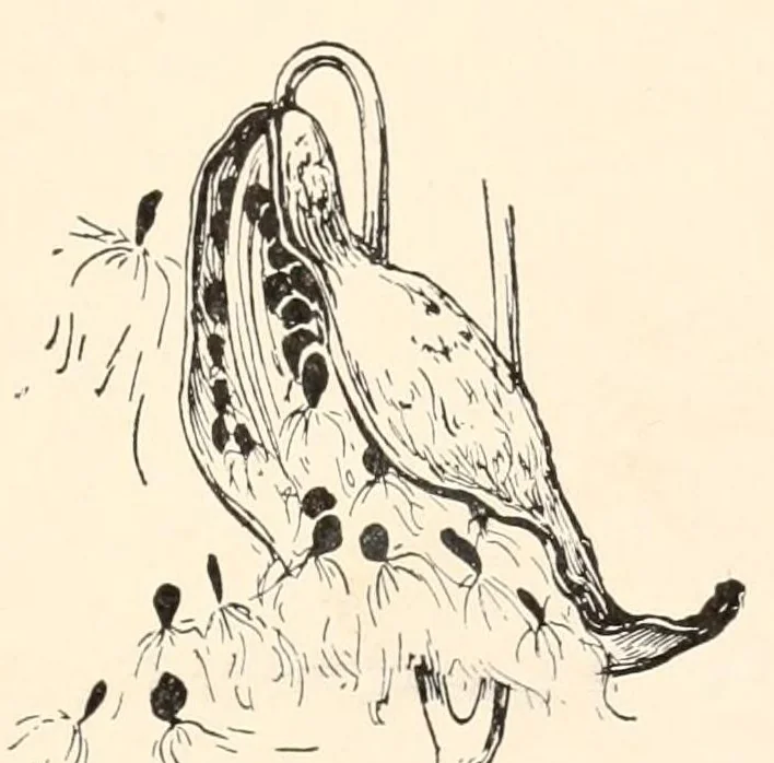 An illustration from A year book for primary grades, based on Froebel's mother plays, 1909, leaf 19