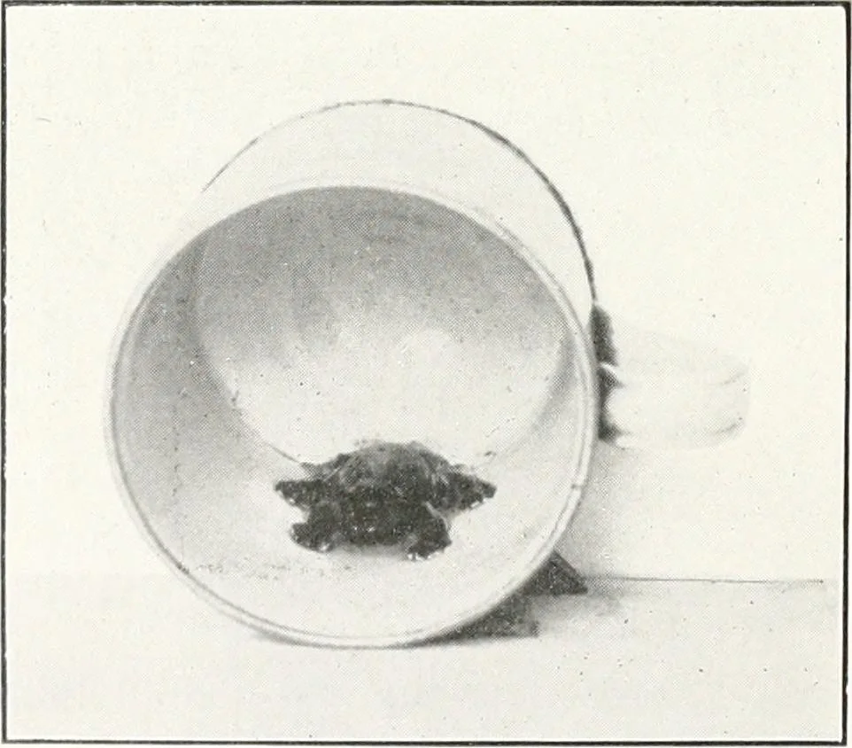 An illustration from Yorkshire potteries, pots and potters, 1916, leaf 105