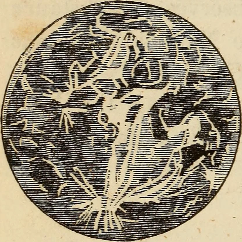 An illustration from The young astronomer; or, The facts developed by modern astronomy, collected for the use of schools and the general reader, 1847, leaf 45