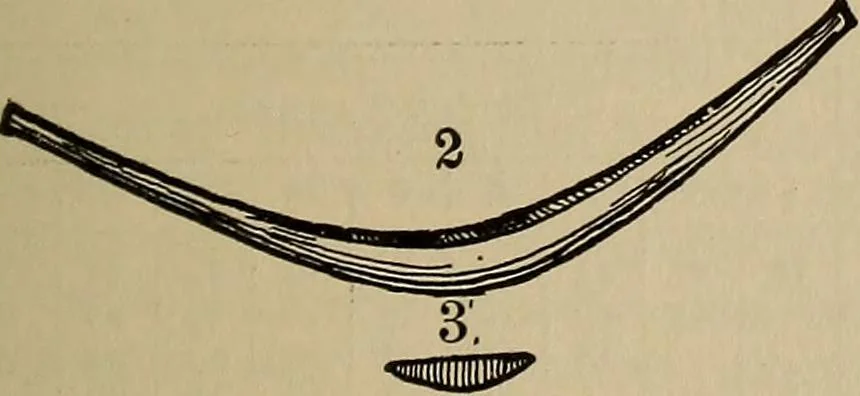 An illustration from The young folk's cyclopædia of games and sports ;, 1899, leaf 112
