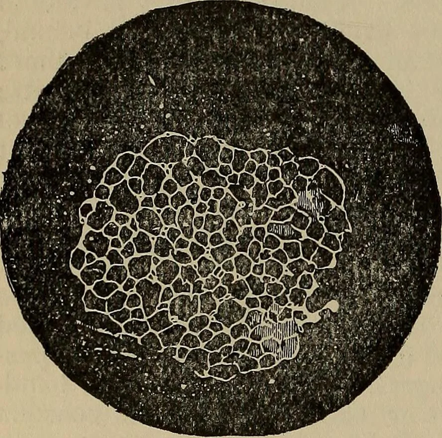 An illustration from The young folk's cyclopædia of games and sports ;, 1899, leaf 207