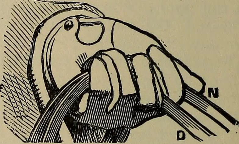 An illustration from The young folk's cyclopædia of games and sports ;, 1899, leaf 279