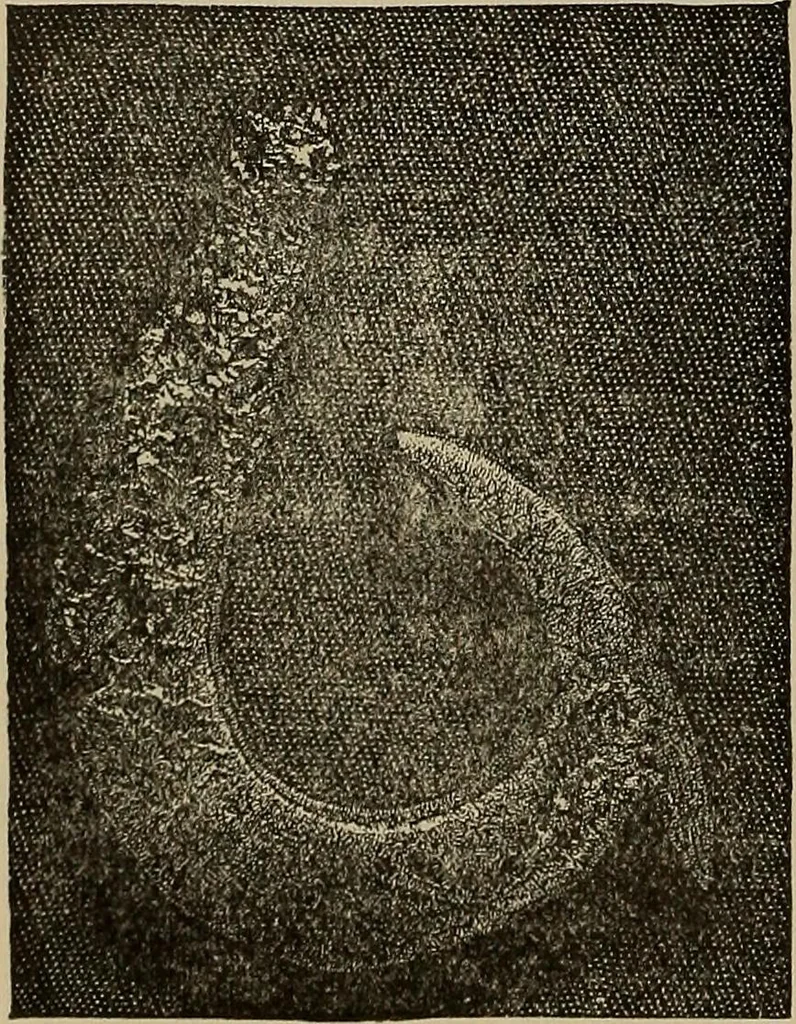An illustration from The young folk's cyclopædia of games and sports ;, 1899, leaf 345