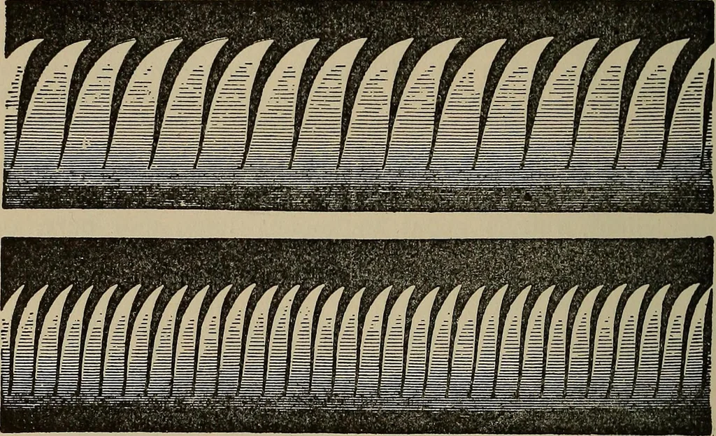 An illustration from The young folk's cyclopædia of games and sports ;, 1899, leaf 491