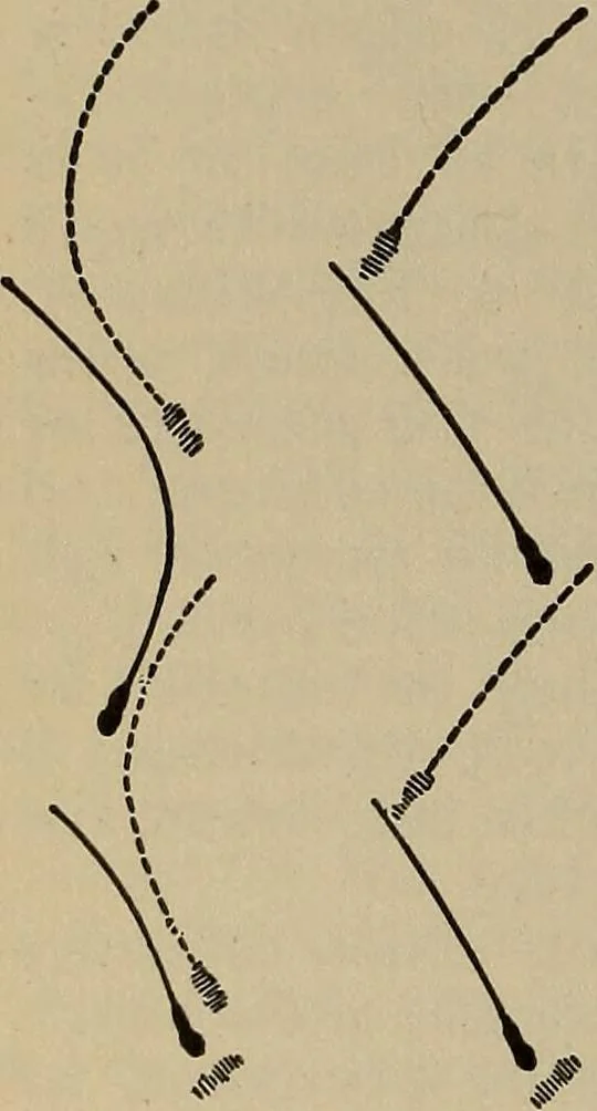 An illustration from The young folk's cyclopædia of games and sports ;, 1899, leaf 655