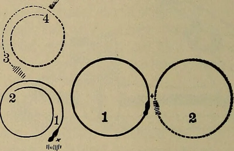 An illustration from The young folk's cyclopædia of games and sports ;, 1899, leaf 655