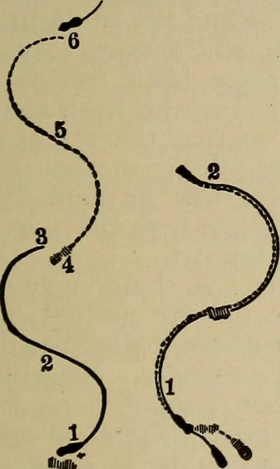 An illustration from The young folk's cyclopædia of games and sports ;, 1899, leaf 656