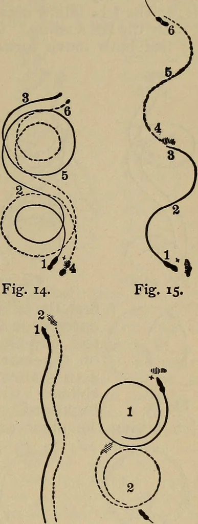 An illustration from The young folk's cyclopædia of games and sports ;, 1899, leaf 656