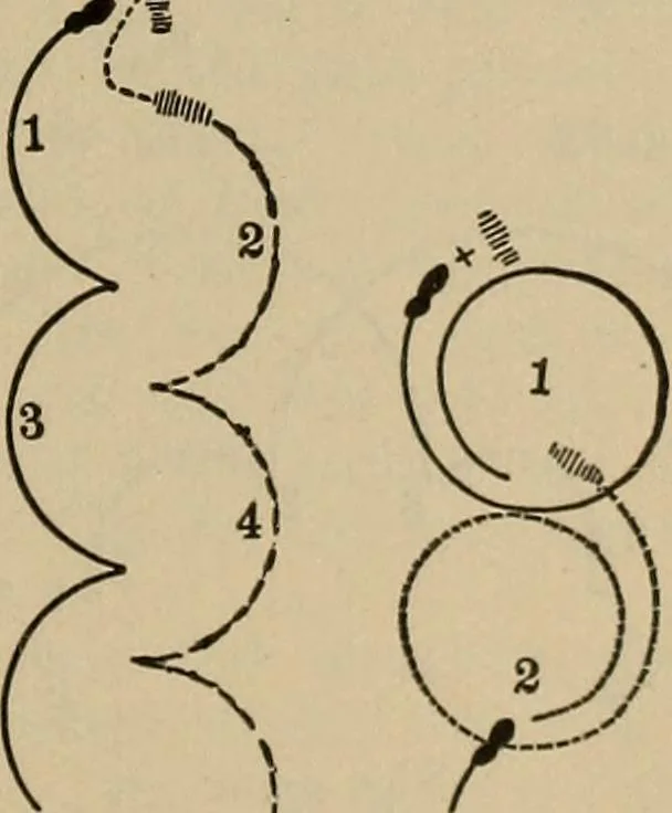An illustration from The young folk's cyclopædia of games and sports ;, 1899, leaf 656