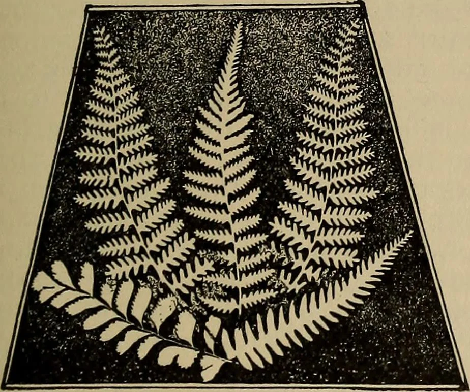 An illustration from The young folk's cyclopædia of games and sports ;, 1899, leaf 678