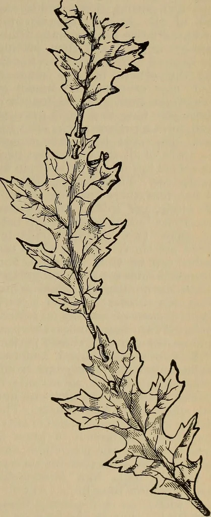 An illustration from The young folk's cyclopædia of games and sports ;, 1899, leaf 684