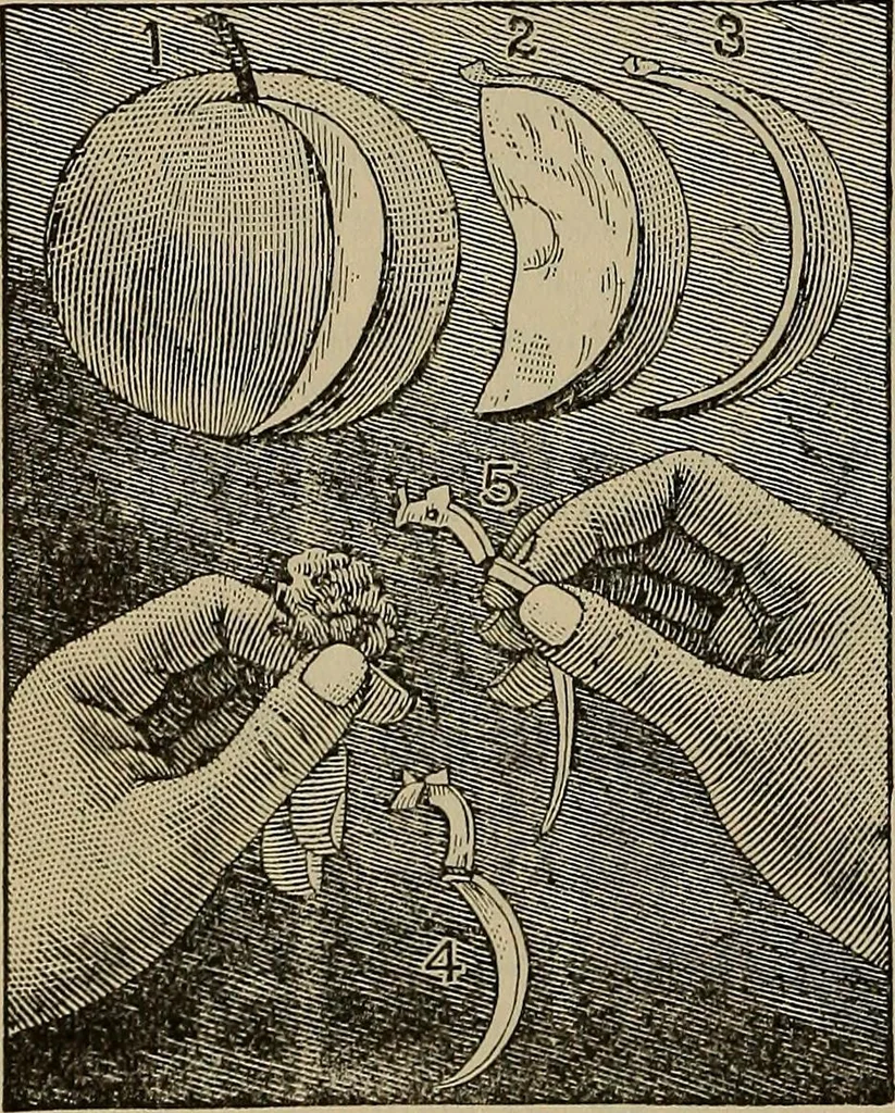 An illustration from The young folk's cyclopædia of games and sports ;, 1899, leaf 687